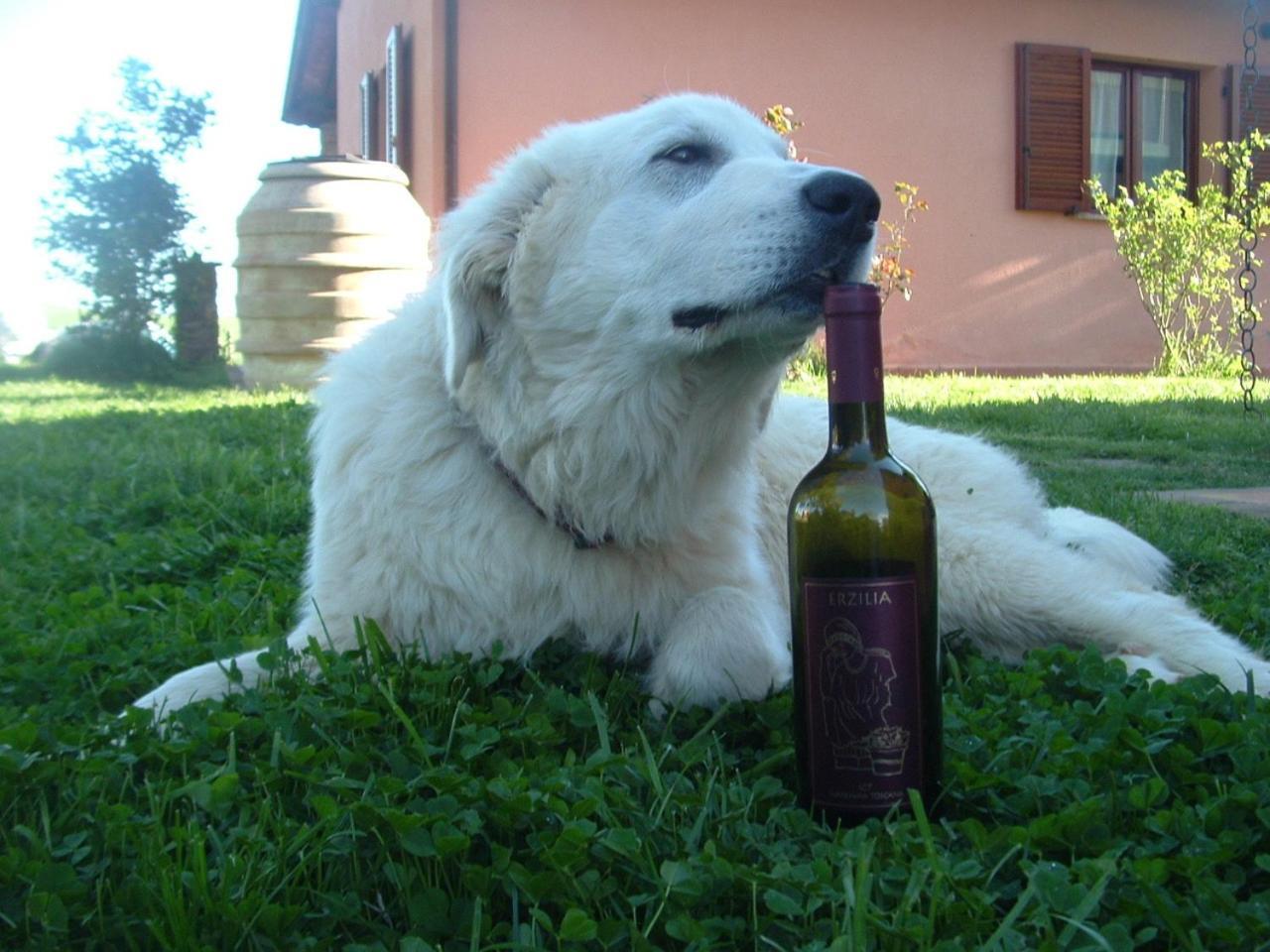 Agriturismo Pian Dei Pini مونتيانو المظهر الخارجي الصورة